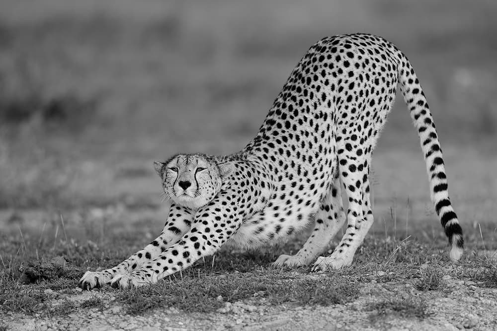 Elegant Cheetah Stretch by Marco Pozzi — canvas wall art