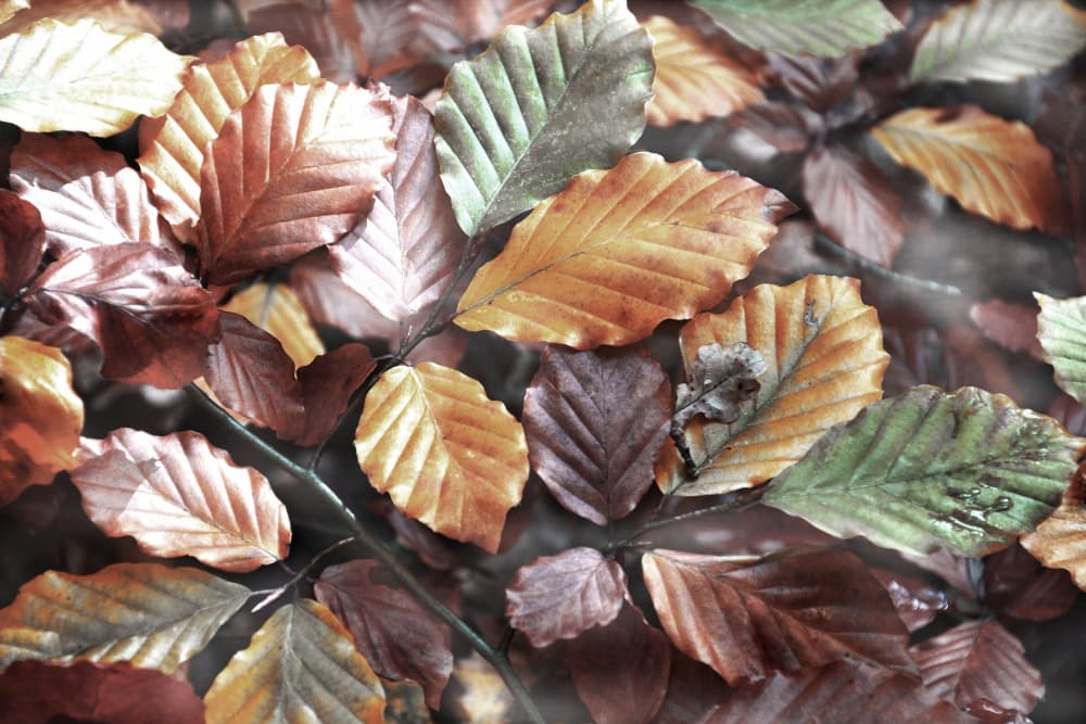 Colorful Autumn Leaves by Christina Sillen — canvas wall art