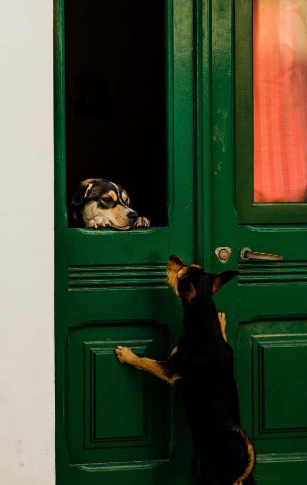 Curious Dogs Green Door by Piera Polo — canvas wall art