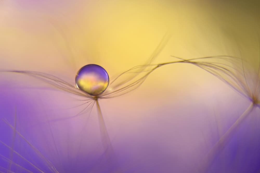 Delicate Seed Droplet by Heidi Westum — canvas wall art