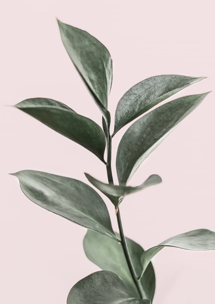 Foliage on Pink by Kathrin Pienaar — canvas wall art
