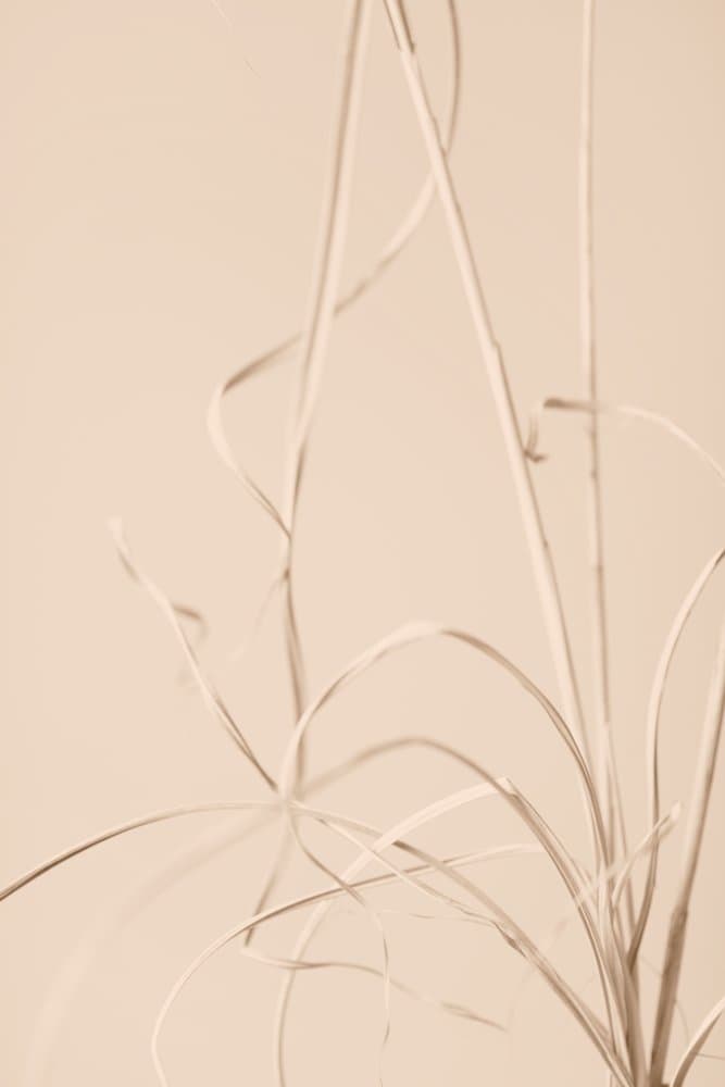 Muted Botanical Study by Pictufy Studio III — canvas wall art
