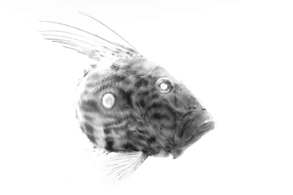 Elegant Fish Portrait by Sergi Garcia — canvas wall art