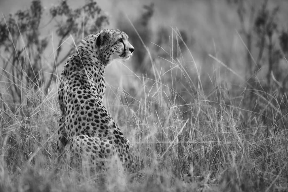 Elegant Wild Cheetah by Mohammed Alnaser — canvas wall art