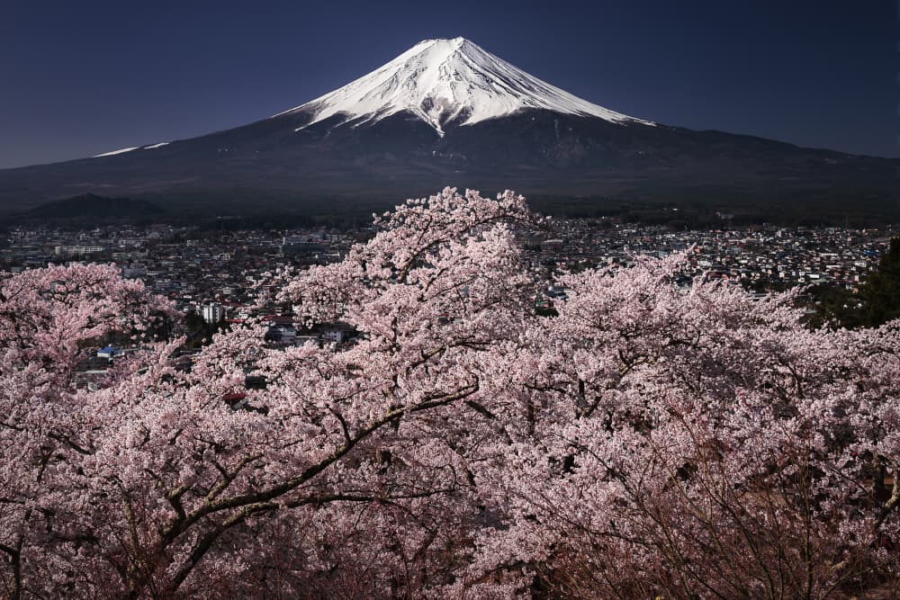 Mount Fuji Cherry Blossoms by udataro — canvas wall art