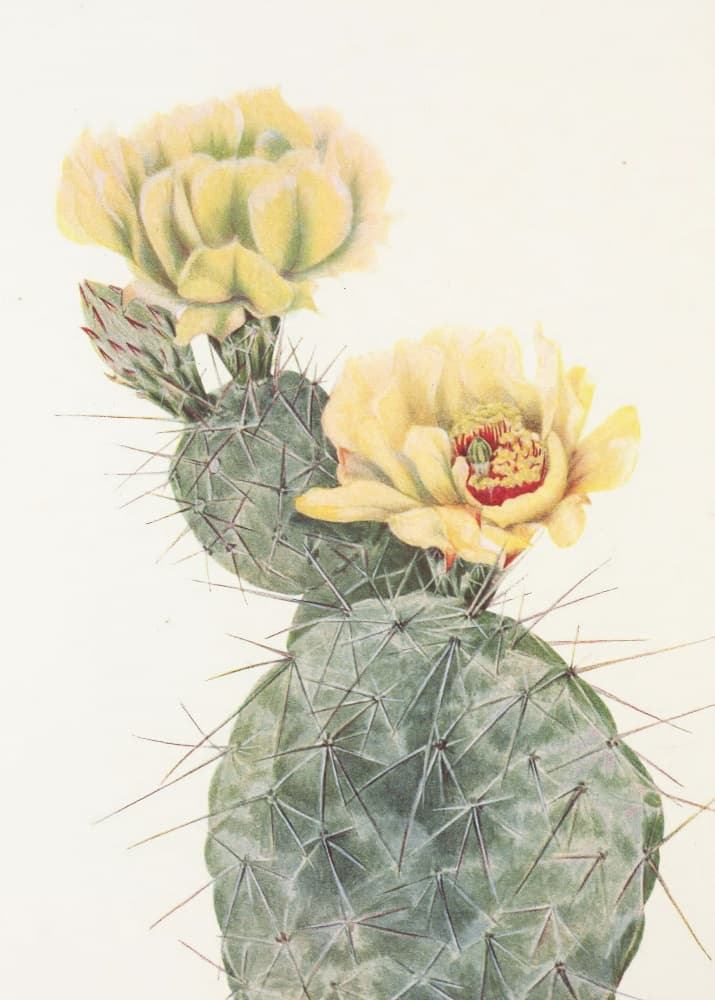 Missouri Prickly Pear From North American Wildflowers (1925) By Mary Vaux Walcott. by Mary Vaux Walcott — canvas wall art