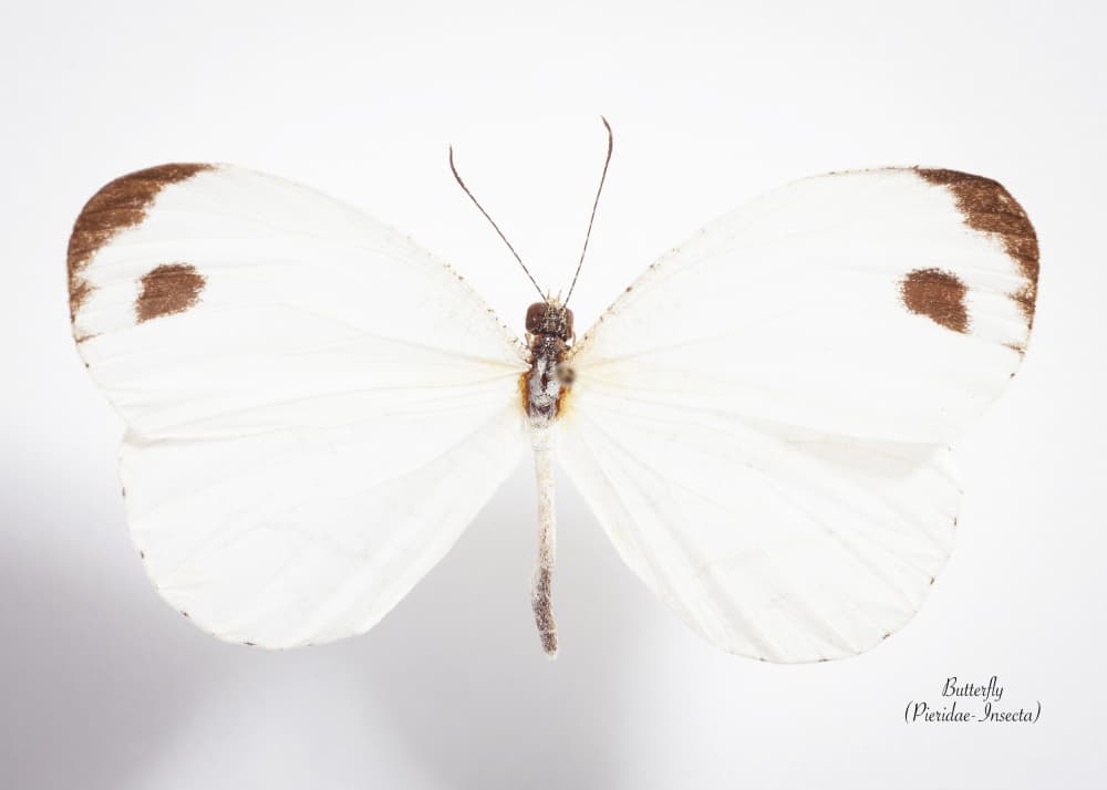 Pristine White Butterfly by Johan Botha "Sabie" — canvas wall art