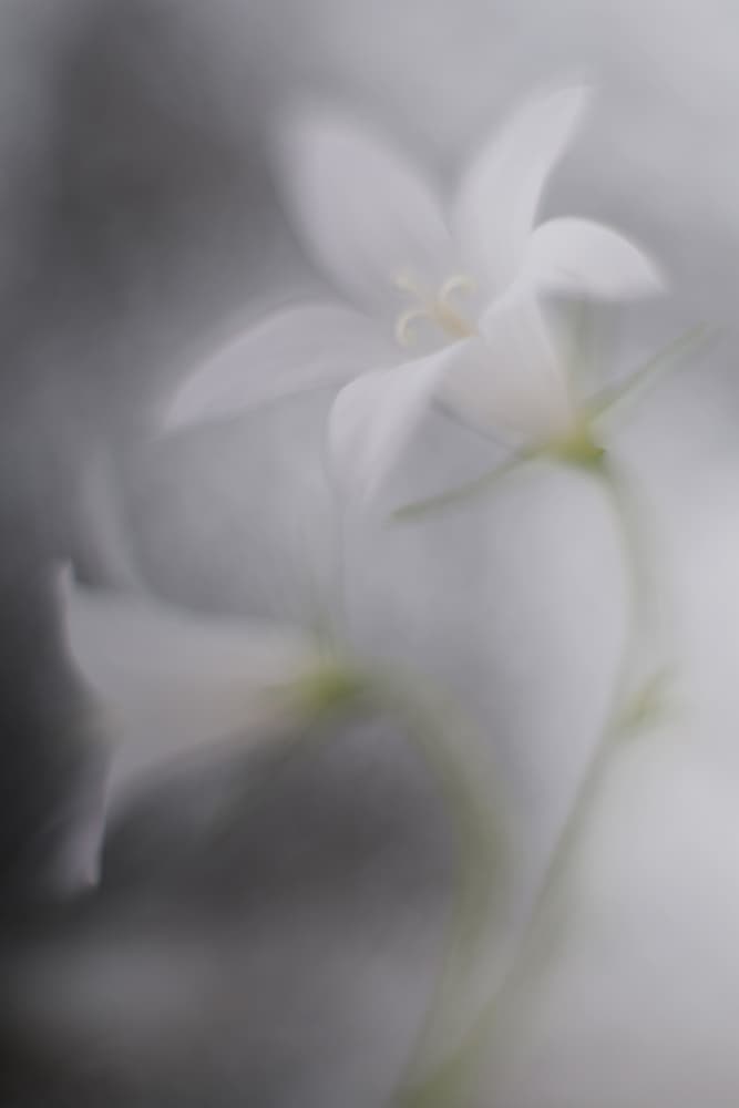 Soft White Bellflowers by Doris Reindl — canvas wall art