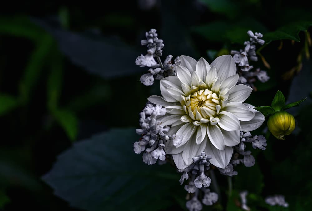 Moody White Dahlia by Ronny Olsson — canvas wall art