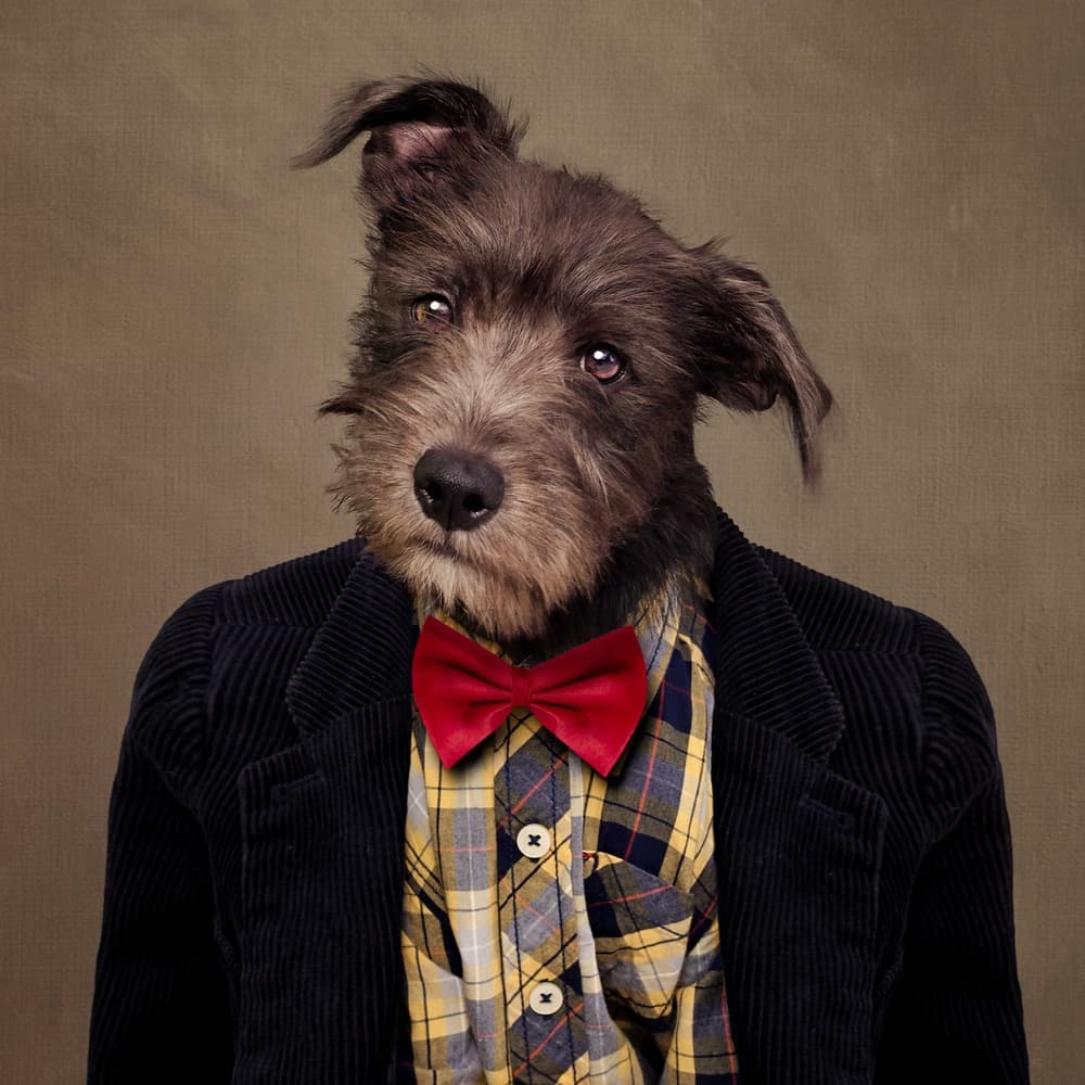 Dapper Dog Portrait by Tammy Swarek — canvas wall art