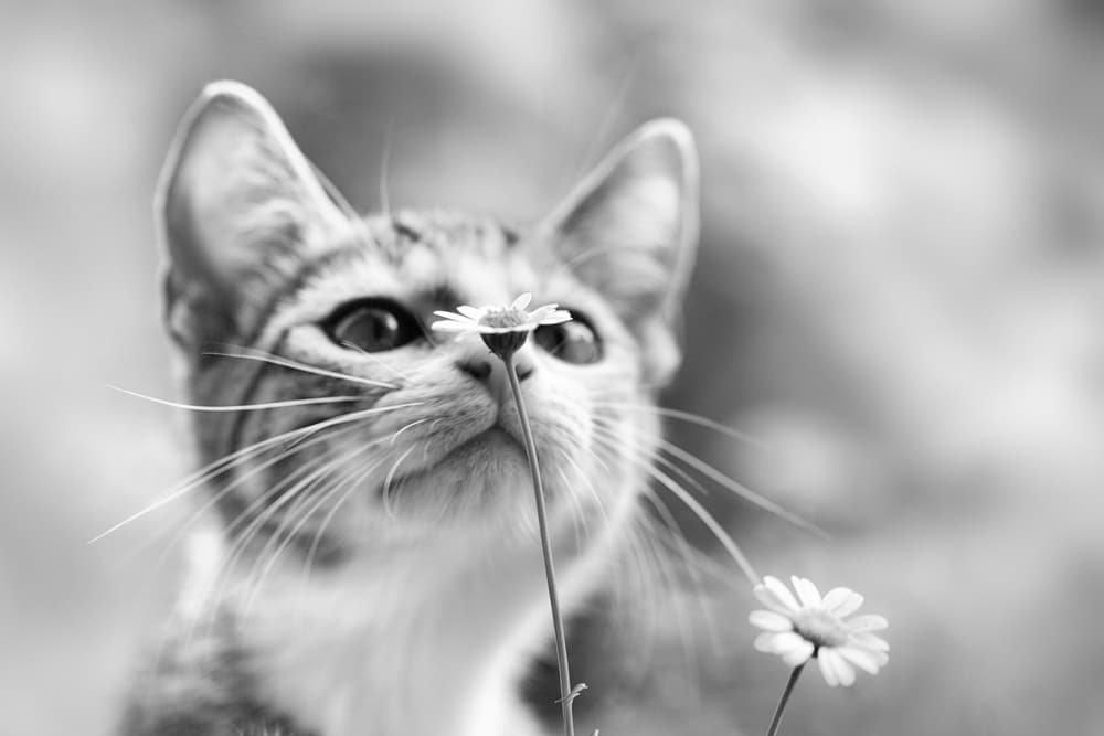 Curious Kitten Daisy by Mirjam Delrue — canvas wall art