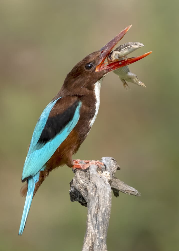 Kingfisher with Lizard Prey by Eyal Amer — canvas wall art