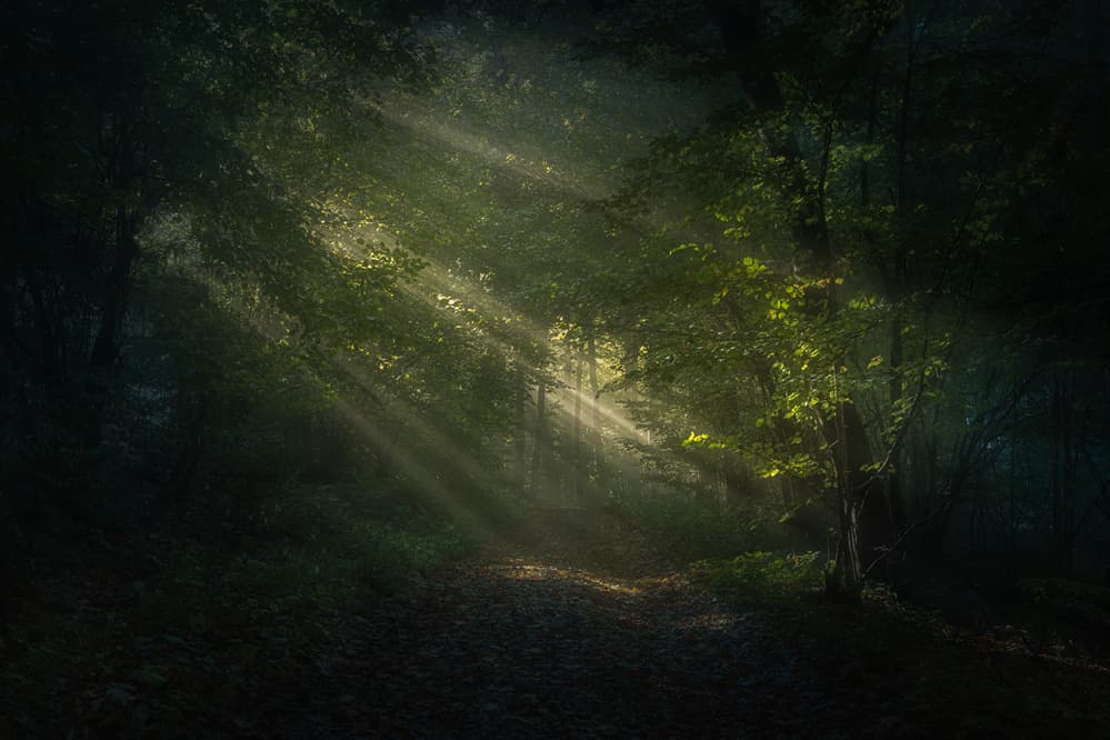 Enchanted Woodland Path by Peter Svoboda MQEP — canvas wall art
