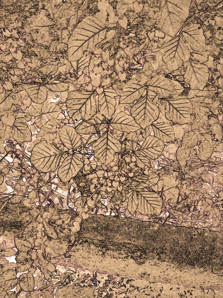 Earthy Botanical Sketch by Santhosh ch — canvas wall art