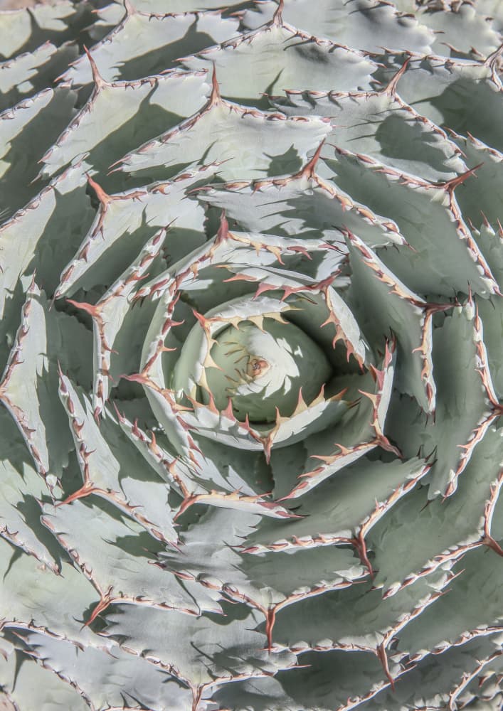 Spiral Succulent Maze by Shot by Clint — canvas wall art