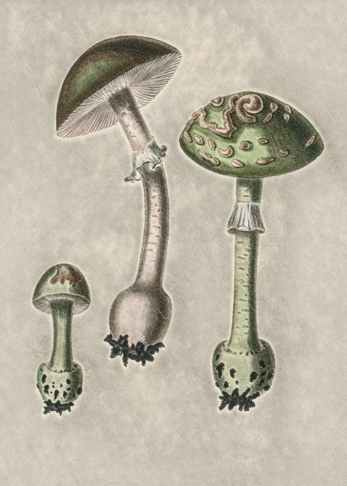 Amanita Muscaria Remix Green by John Stephenson and James Morss Churchill — canvas wall art