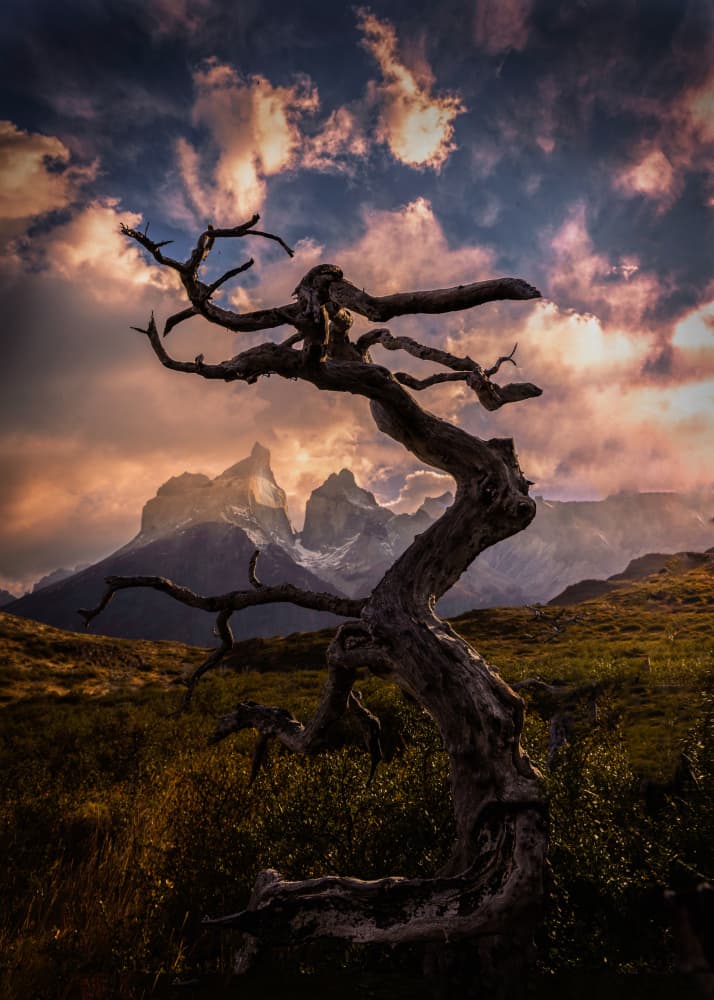 Gnarled Tree Sunset Peaks by Dennis Zhang — canvas wall art