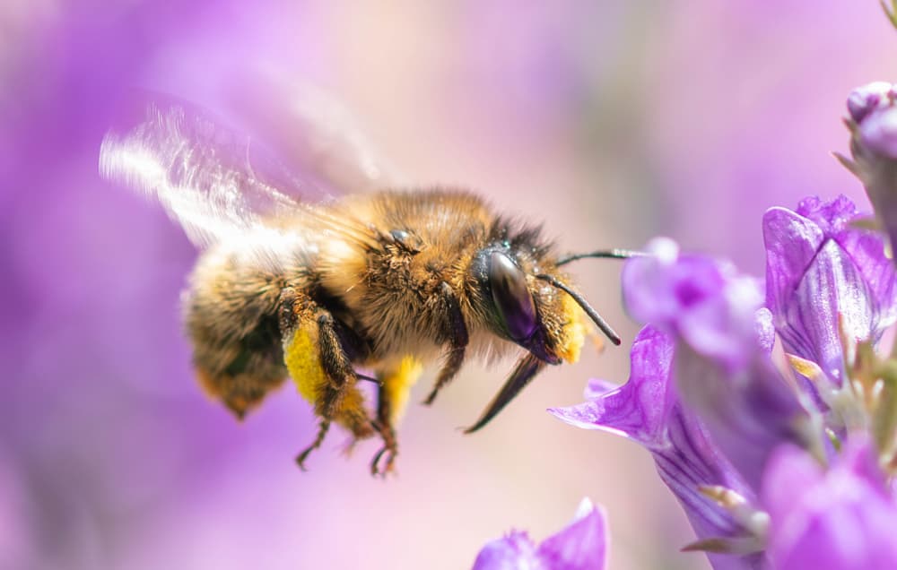 Flying Bee Purple Bloom by Danny Mendoza — canvas wall art