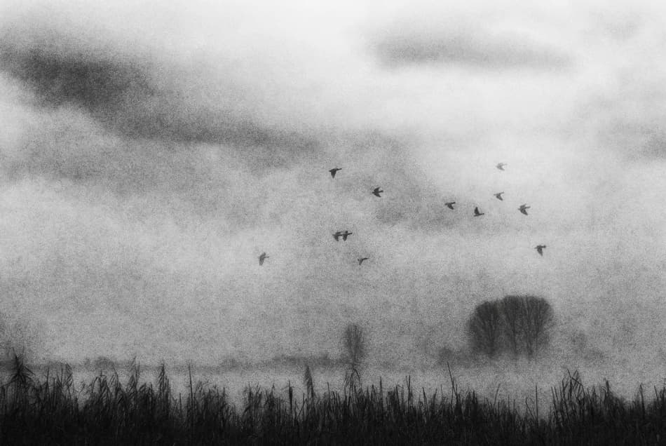 Birds Flying Through Fog by Nicoleta Gabor — canvas wall art