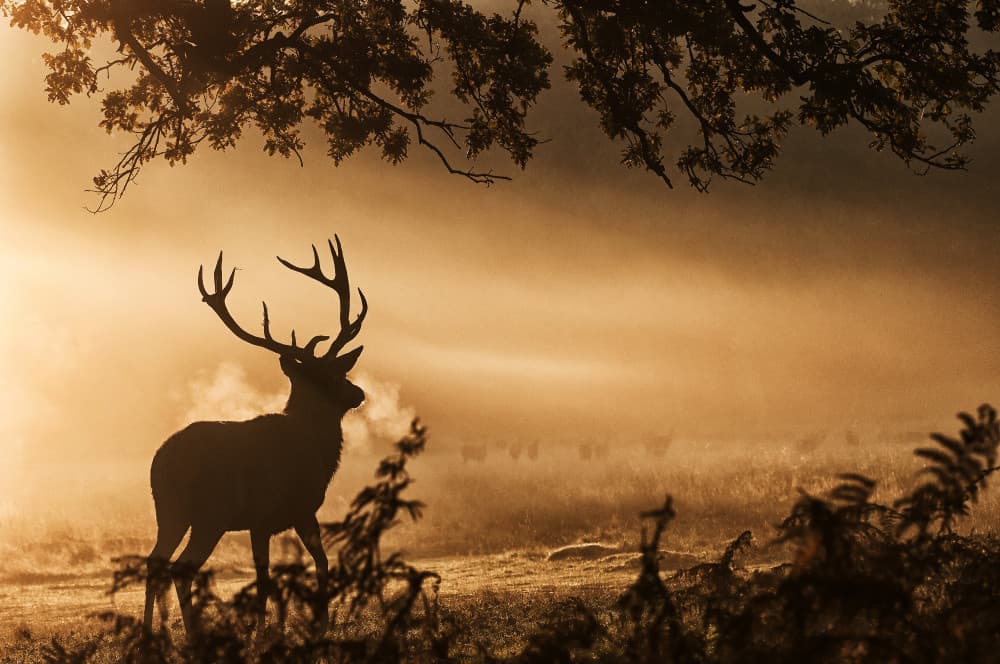 Misty Morning Stag by Radojica Jevric fotorax — canvas wall art