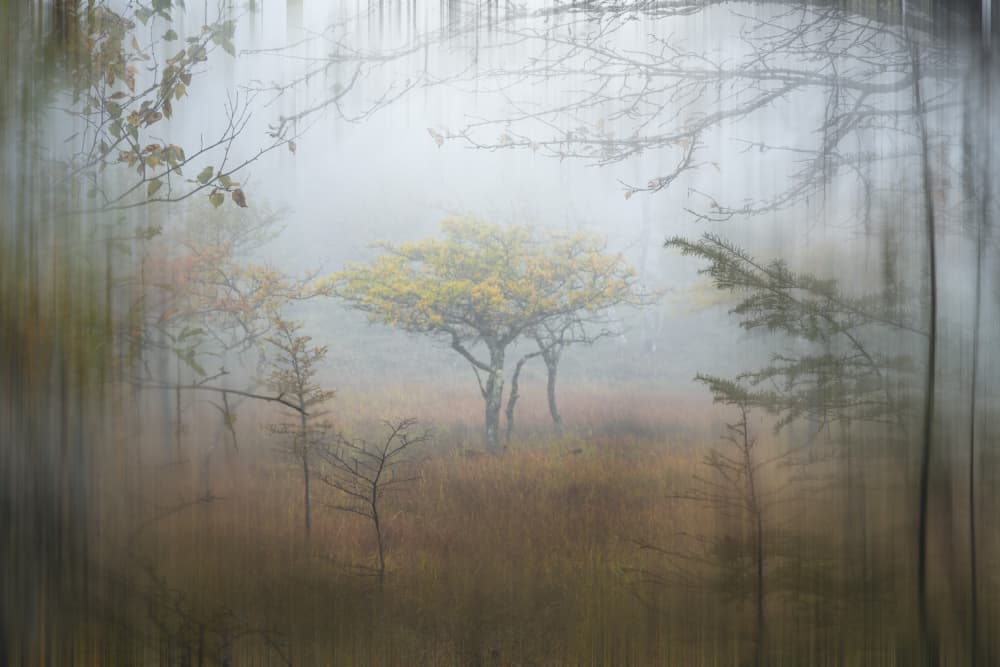 Misty Autumn Woods by Hiroyuki Tsuchiya — canvas wall art