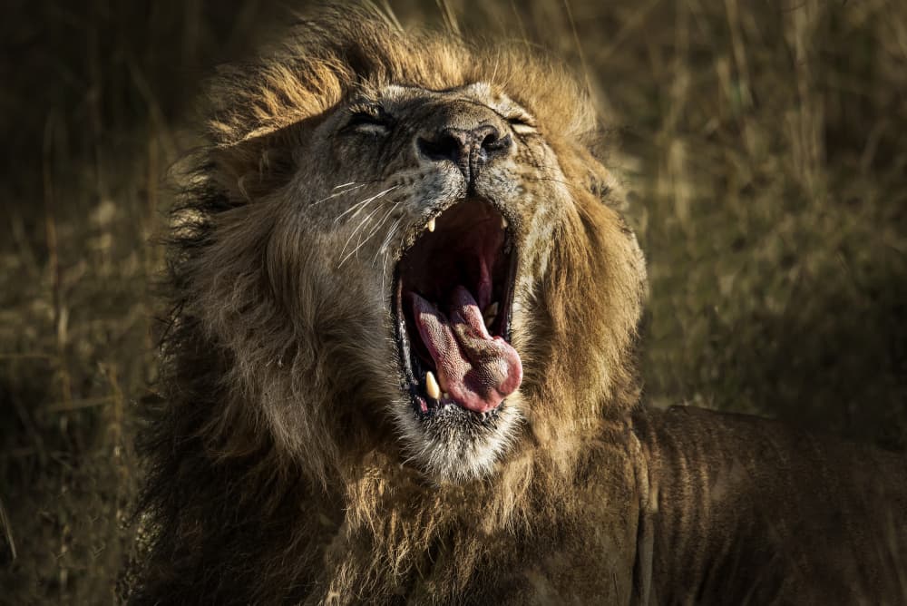 Powerful Lion Yawn by Anita Singh — canvas wall art
