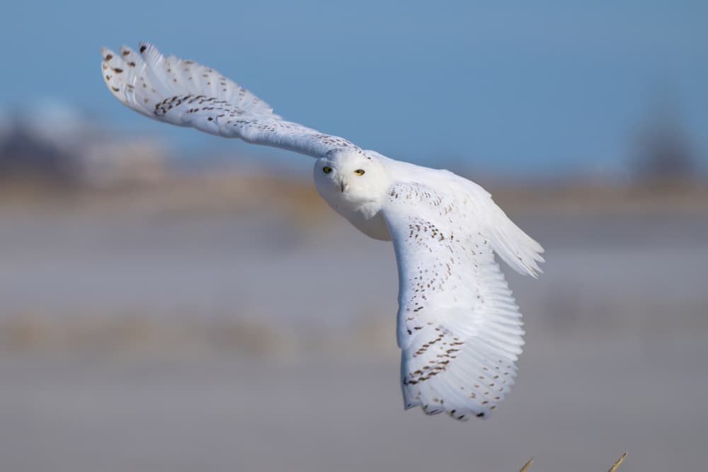 Snowy Owl In Flight by Johnny Chen — canvas wall art