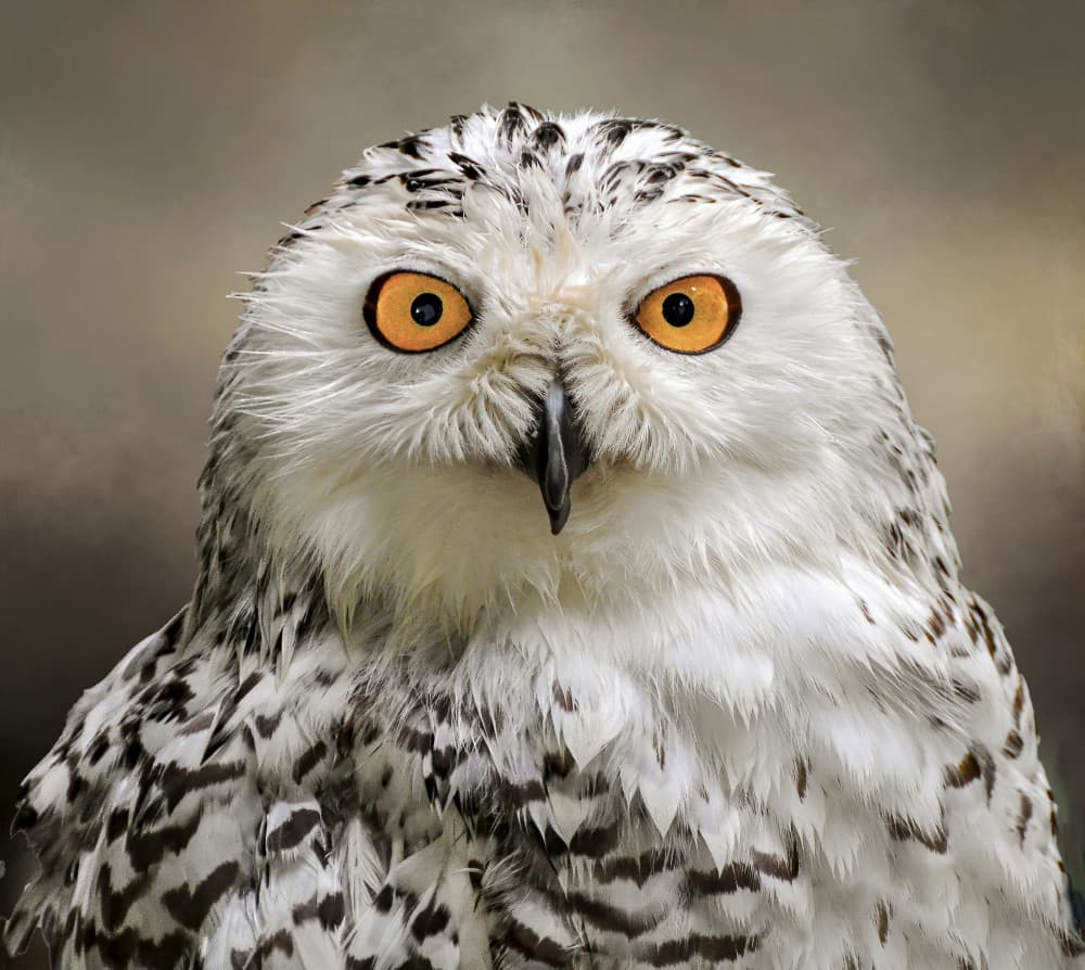 Intense Snowy Owl by Jane Lyons — canvas wall art