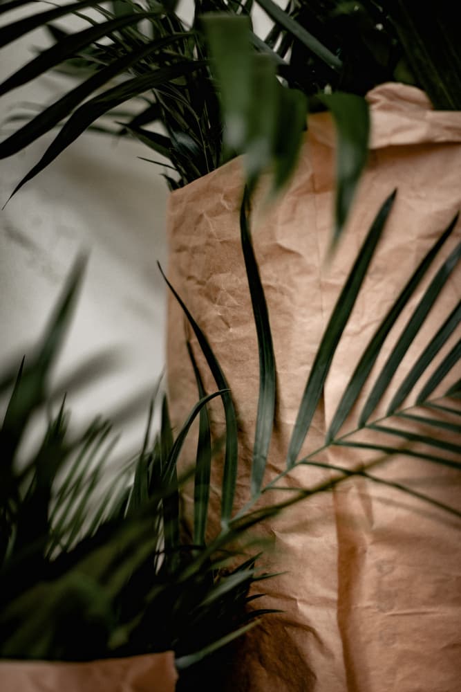 Green Palm In Paper Bag by Tim Mossholder — canvas wall art