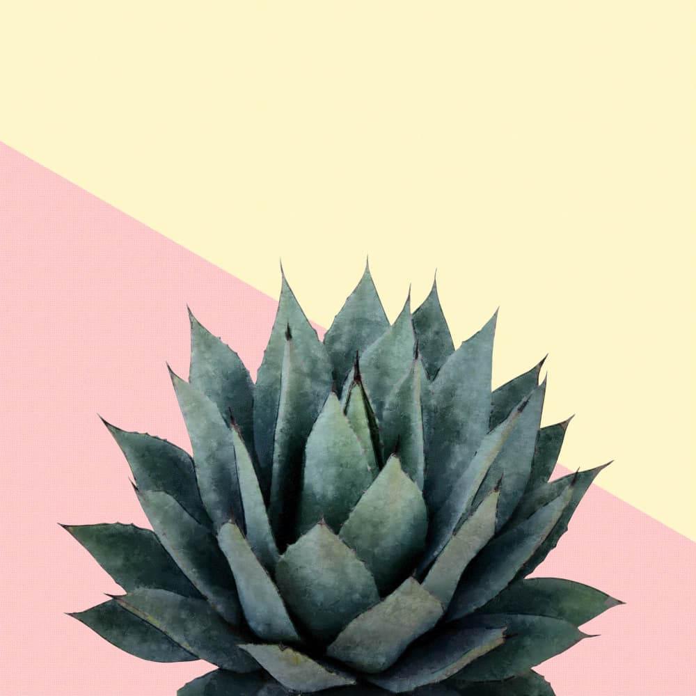 Pink Yellow Agave Plant by amini54 — canvas wall art