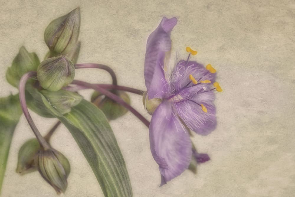 Delicate Purple Bloom by Marie-anne Stas — canvas wall art
