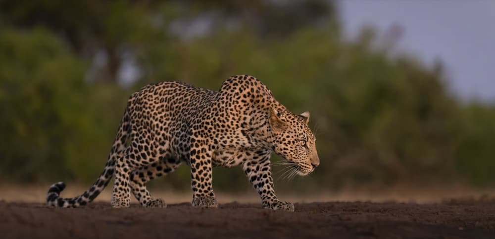 Leopard On The Prowl by Clint Ralph — canvas wall art