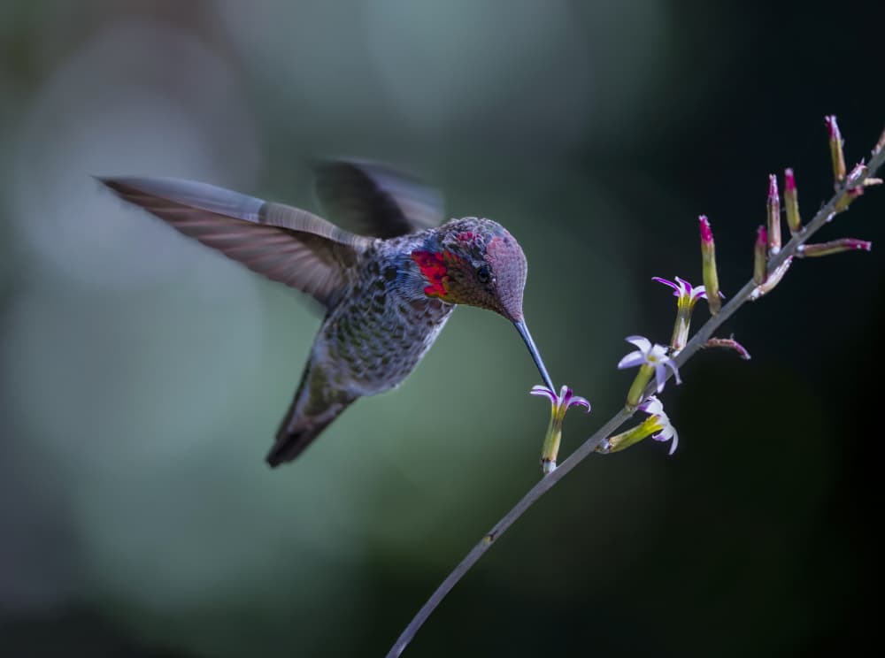 Vibrant Hummingbird Feeding by Xiaojian Huang — canvas wall art