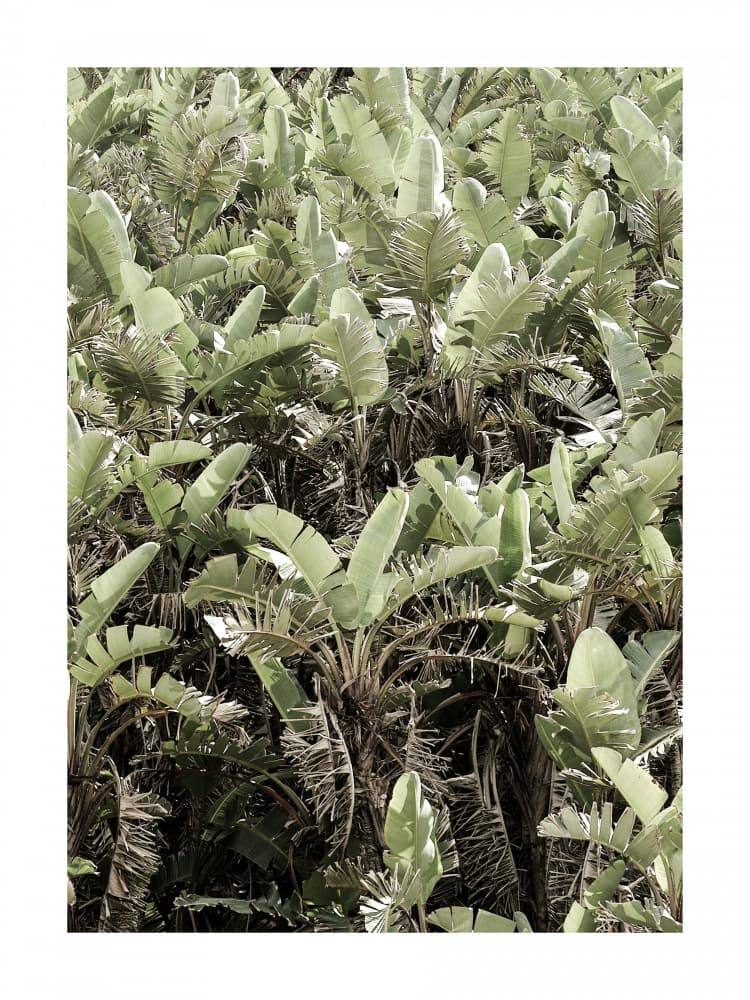 Verdant Canopy by Shot by Clint — canvas wall art