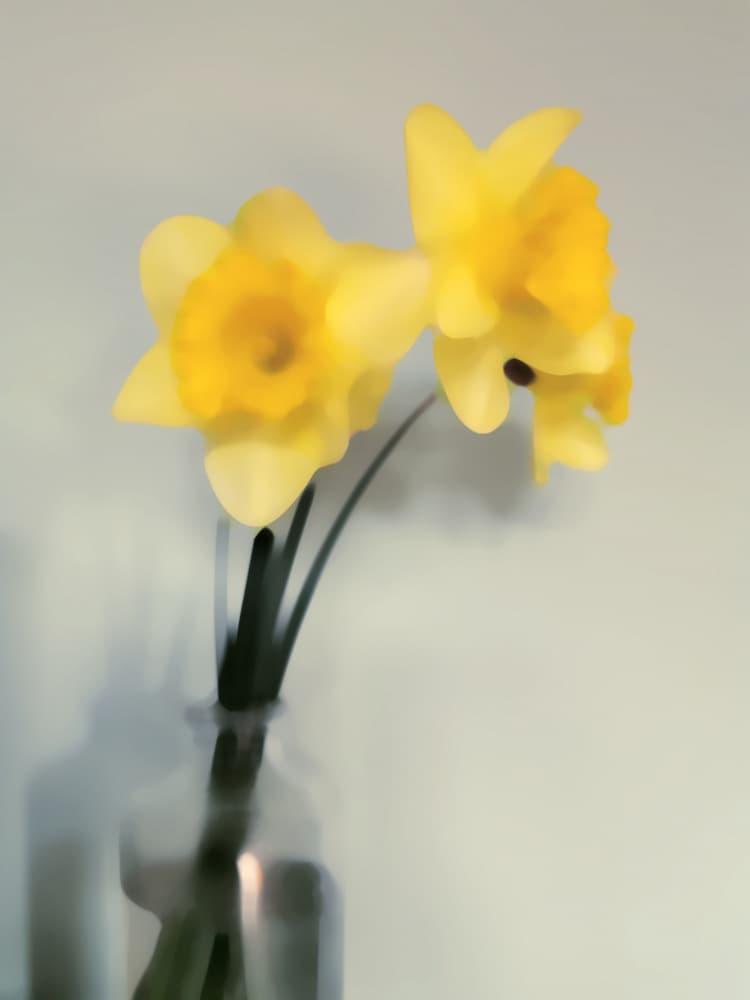 Soft Yellow Daffodils by Angelo Cerantola — canvas wall art