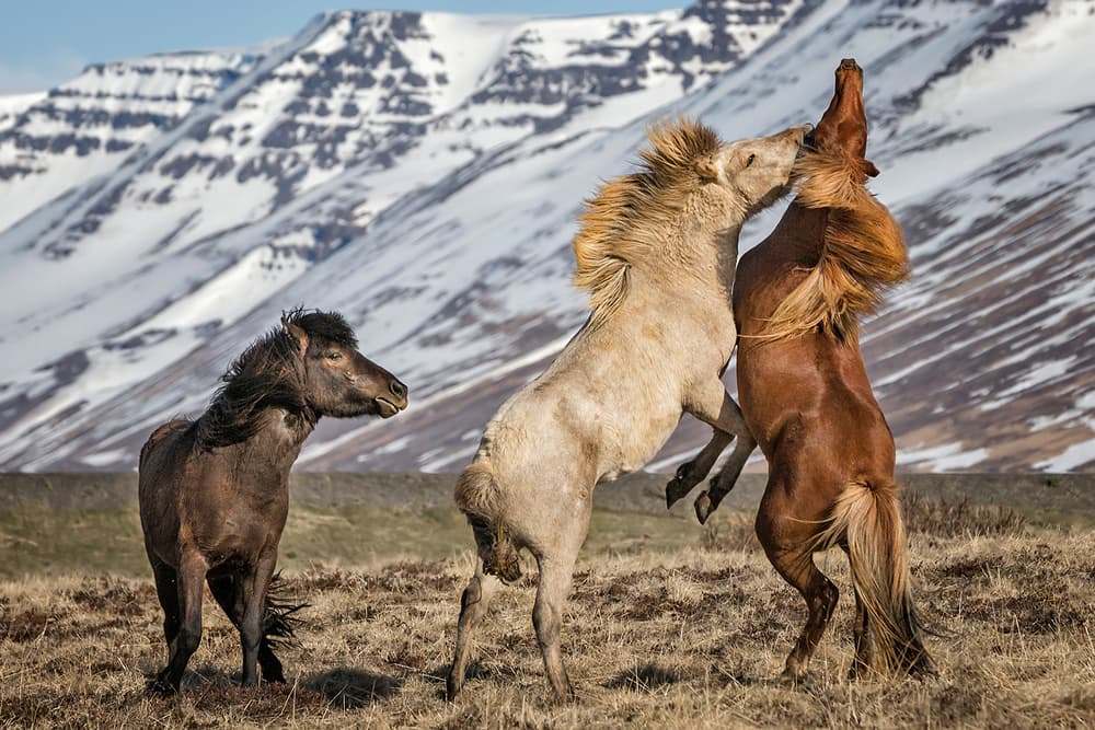 Rearing Icelandic Horses by Bragi Ingibergsson - BRIN — canvas wall art