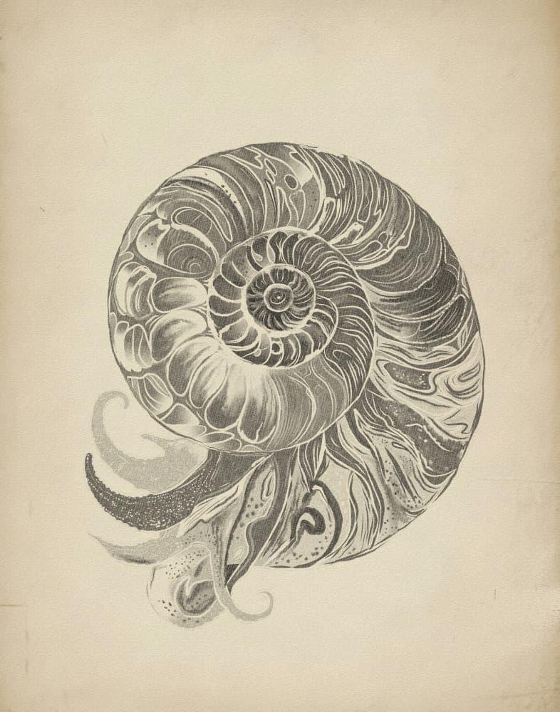 Intricate Nautilus Spiral by Josie George — canvas wall art