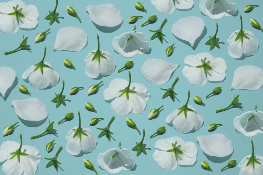 Delicate White Blooms by Julia Ramiro — canvas wall art