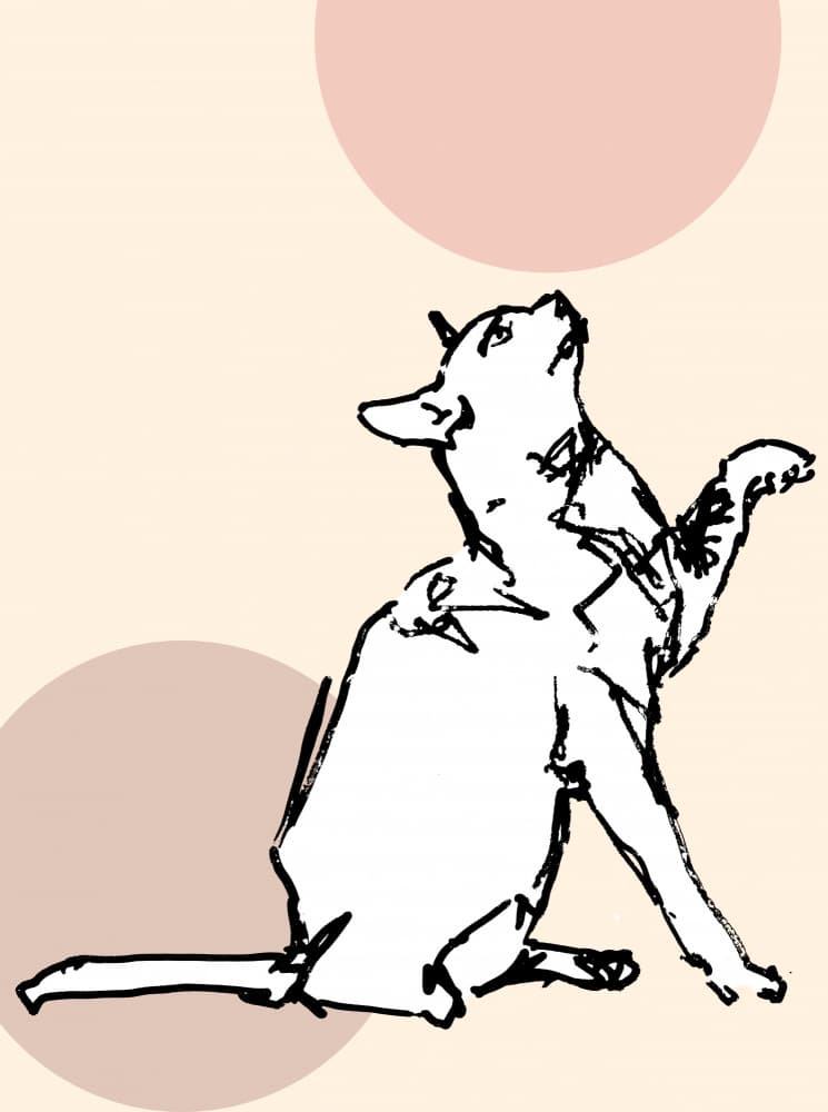 Curious Cat Looking Up by casa cartissi — canvas wall art