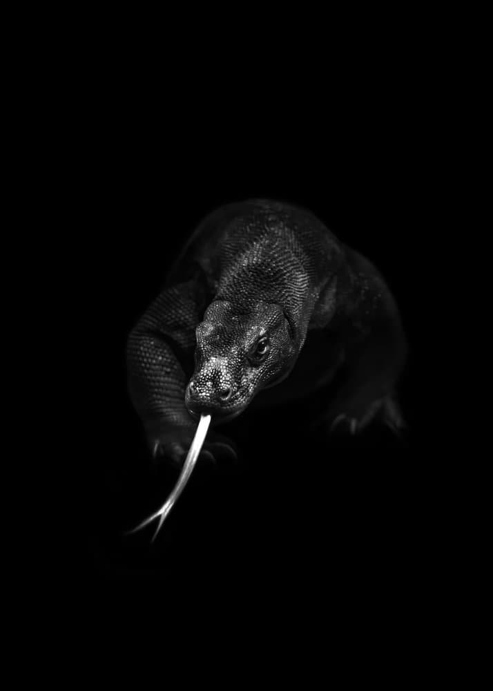 Komodo Dragon Gaze by Alex Zhao — canvas wall art