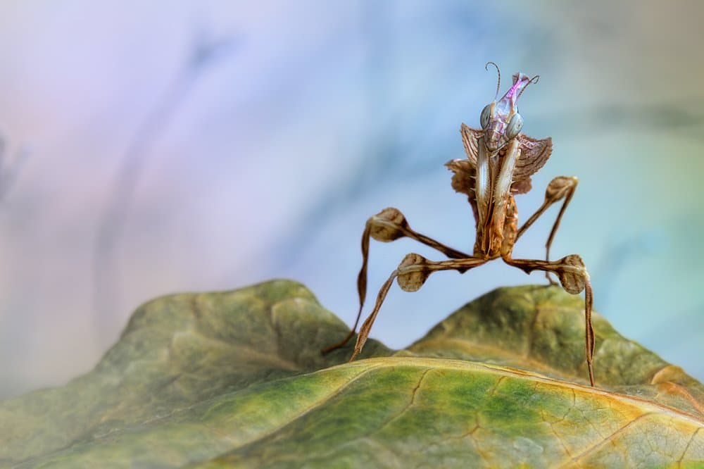 Elegant Mantis by Jimmy Hoffman — canvas wall art