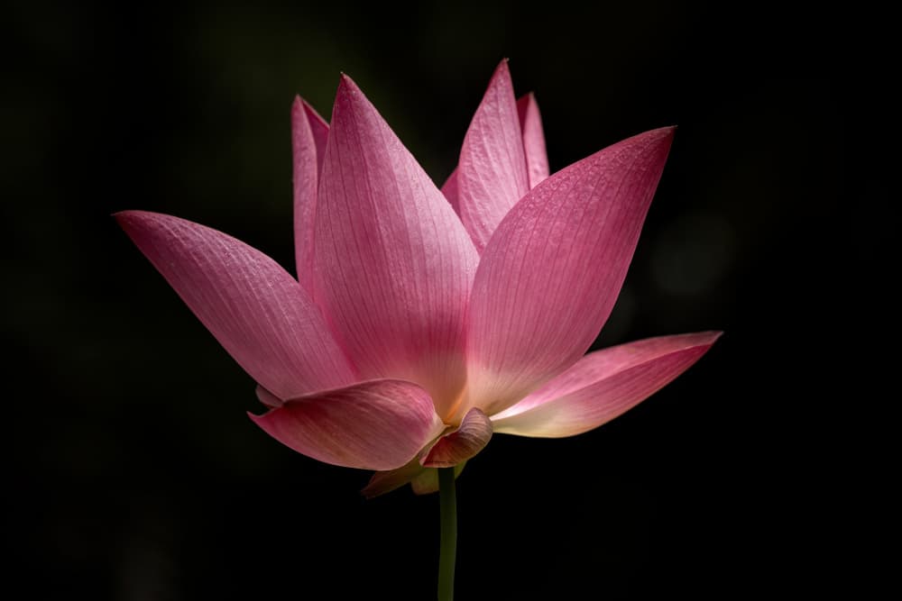 Vibrant Pink Lotus Bloom by Linda D Lester — canvas wall art