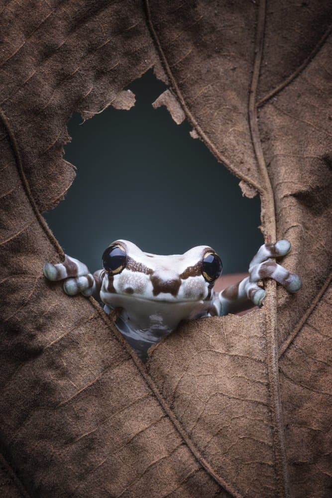Curious Tree Frog by Rini Widyantini — canvas wall art