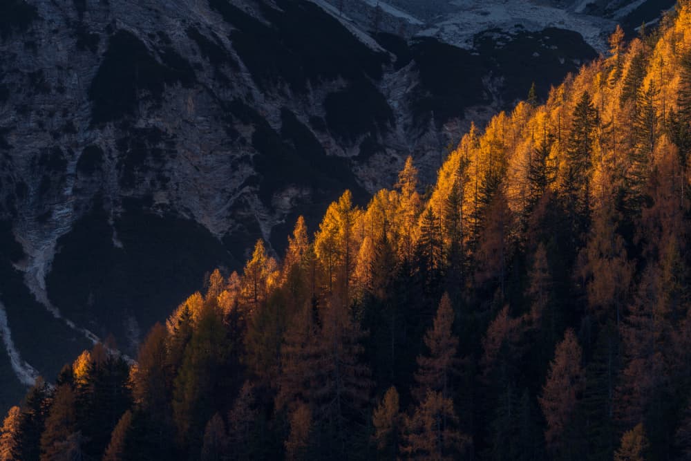 Golden Mountain Forest by Ivo Mateju — canvas wall art