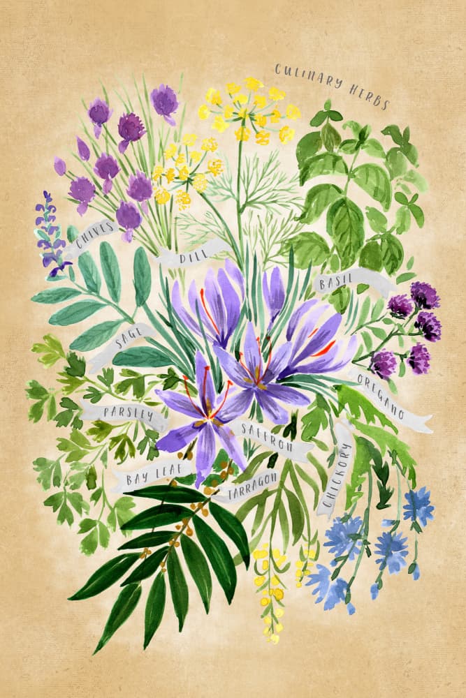 Culinary Herb Collection by Rosana Laiz Blursbyai — canvas wall art