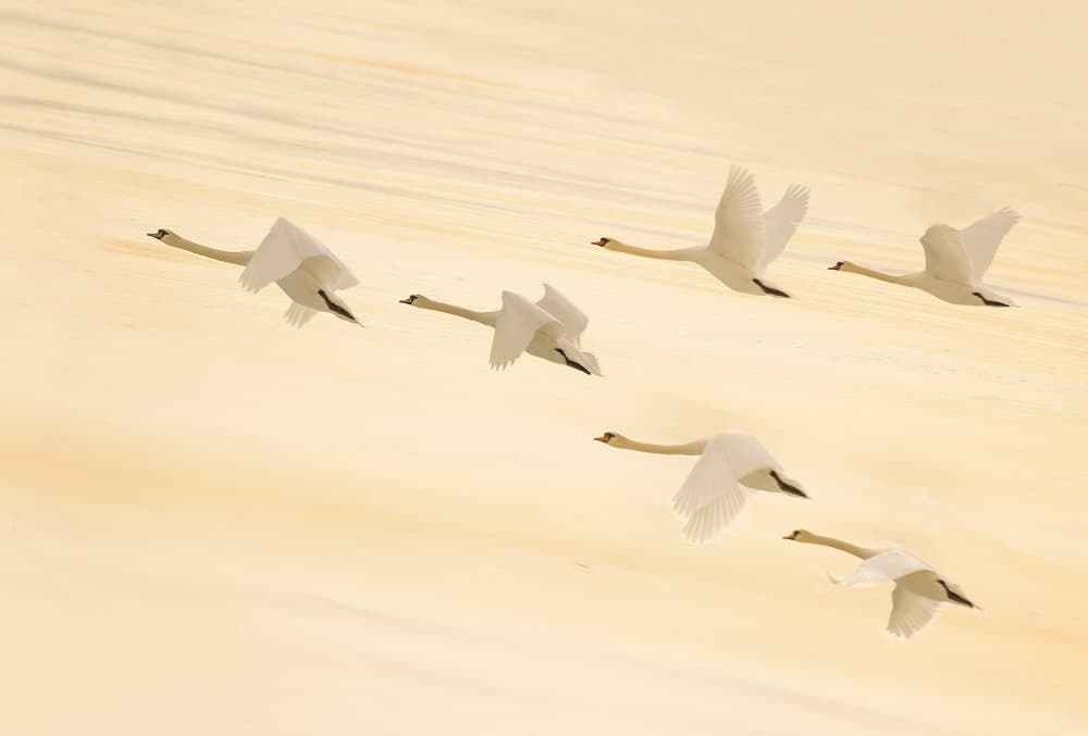 Golden Swans Soaring by Feng Qin — canvas wall art