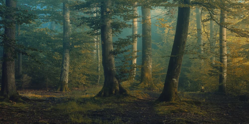 Misty Forest Path by Norbert Maier — canvas wall art