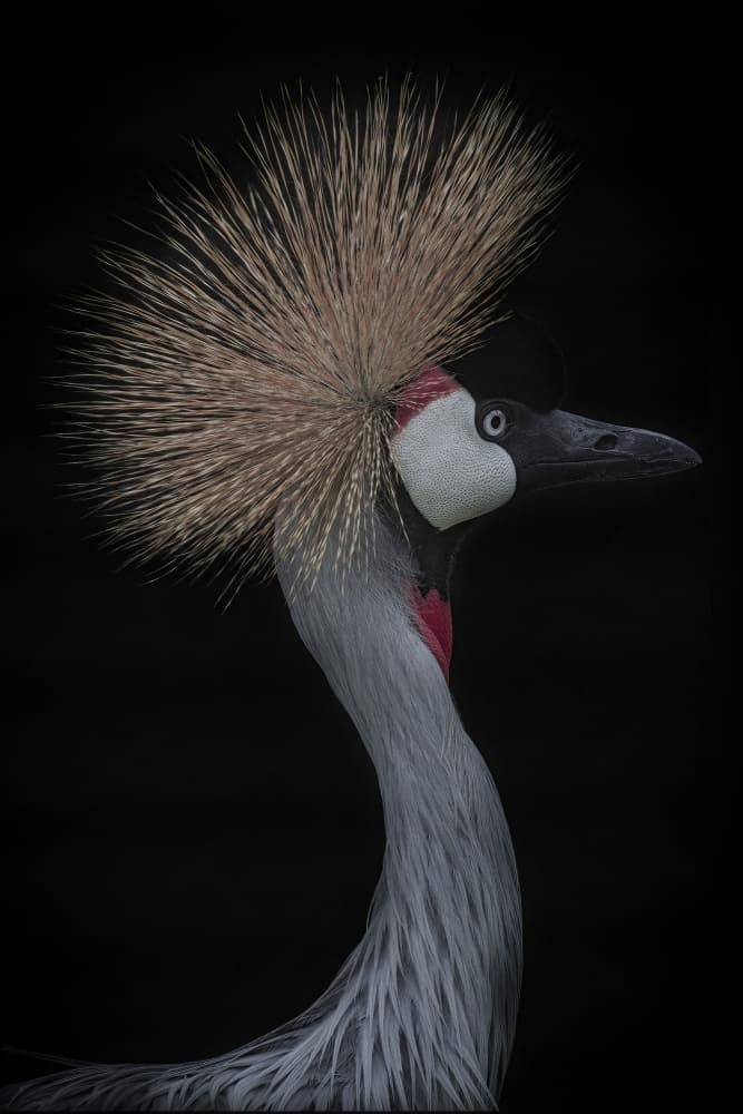 Majestic Crowned Crane by Takayuki Nakatsuka — canvas wall art