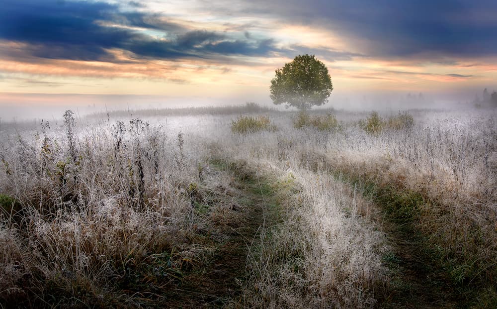 Lone Tree Frosty Field by Kirill Volkov — canvas wall art
