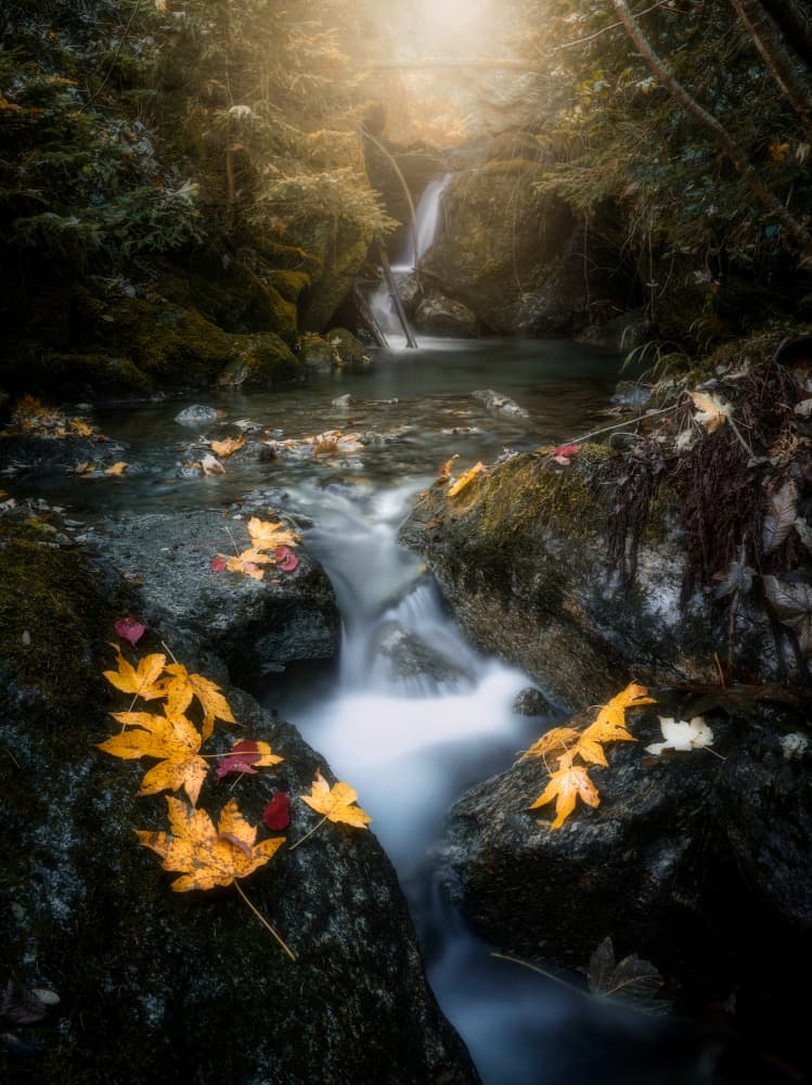 Golden Leaves Forest Stream by Cristiano Giani — canvas wall art